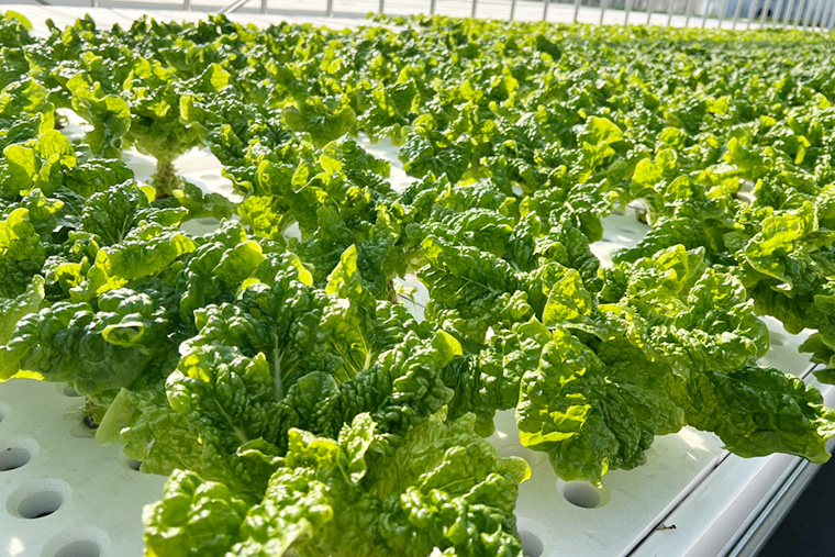 野菜のこだわり